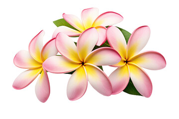Naklejka premium Pink and Yellow Flowers on White Background. on a White or Clear Surface PNG Transparent Background.