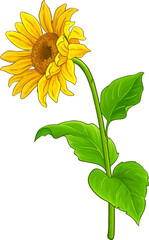Fototapeta premium Sunflower Plant with Flower and Leaves Colored Detailed Illustration. Organic natural nutritional healthy food ingredient, vegetarian diet product. 
