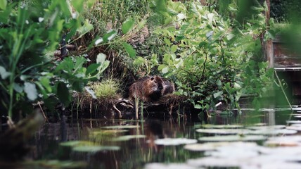 Nutria 