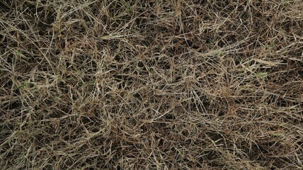 natural background, leaves and grass.