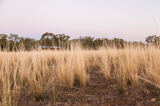 Tall grass clumps in farm paddock at dusk