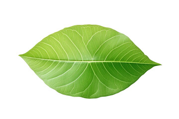 Obraz premium Green Leaf on White Background. on a White or Clear Surface PNG Transparent Background.