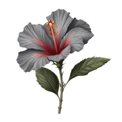 red and grey color hibiscus flower isolated on white