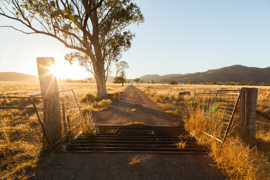Lens flare over cattle grid on farm with gum tree and post