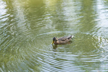 Single duck swims in a pond in park