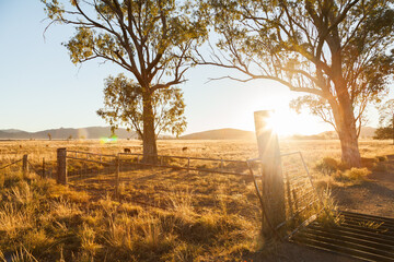 Lens flare over cattle grid on farm with gum tree and post