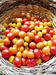 basket of tomatoes - 759618371