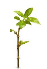 Twig with green young leaves isolated on white background. Leaves for advertising and banner decoration, twig with blooming leaves and young shoots on white background