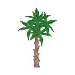 Illustration of palm tree 