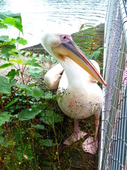 Pélican dans un étang