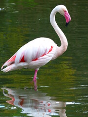 Flamant rose dans un étang