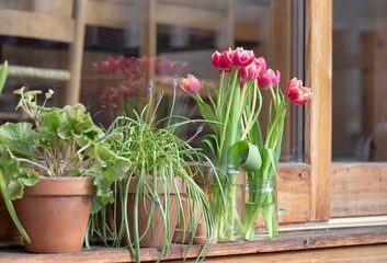 Fototapeta na wymiar potted and bouquet of tulips in vase in front of a bay window on wooden terrace