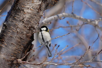 木に止まるシジュウカラ