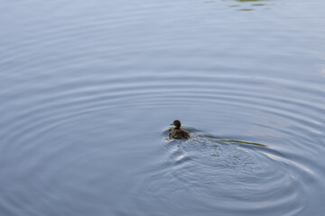 tufted duck baby on a water surface in summer