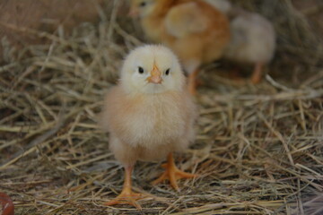 Hühnerküken