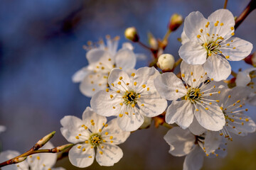 Wiosna, kwiaty wiśni oświetlone delikatnym słońcem, w tle rozmyte niebieskie niebo. - obrazy, fototapety, plakaty