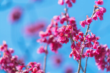 大手門に咲く桜の花