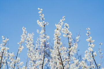 大手門に咲く桜の花