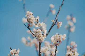 大手門に咲く桜の花