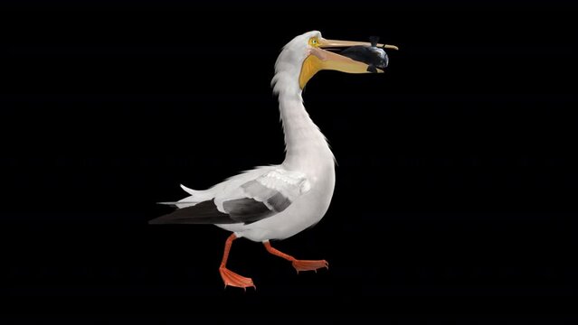 White Pelican with Fish - American Bird - Walk Loop - Side View CU - Alpha Channel - Realistic 3D animation isolated on transparent background 