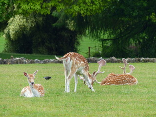 Daims dans un parc
