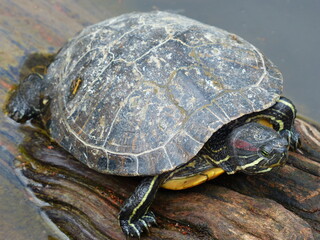 Tortue dans un étang