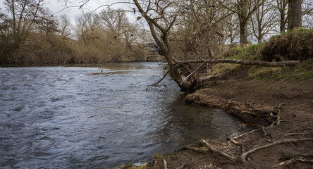 Der Flu&szlig; Lahn in Marburg, Uferzone Wurzeln und B&auml;ume