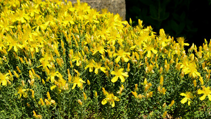 Star shaped yellow flowers Mount Olympus St. John's wort , Hypericum olympicum.