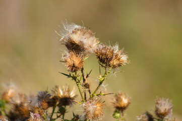 Closeup of fluffy brown bull thistle seeds with blurred background