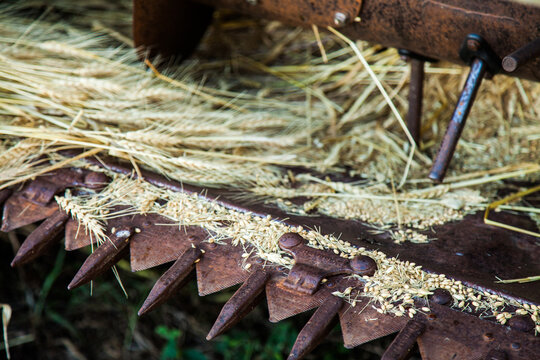 Wheat grain and cut stalks sitting on a harvester machine