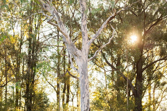 Sunset light through bushland and large spotted gum tree