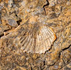 Fossilised shell, Cabo Sao Vicente, Portugal, Europe, February 2024