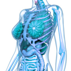 Female Internal Organs Anatomy