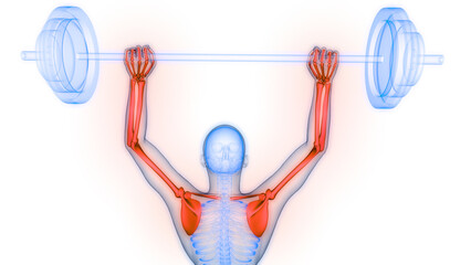 Human Skeleton System Upper Limb Bone Joints Anatomy
