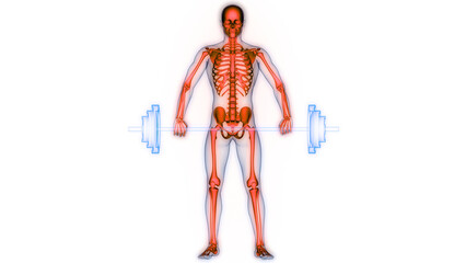 Human Skeleton System Bone Joints Anatomy
