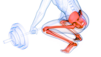 Human Skeleton System Lower Limb Bone Joints Anatomy