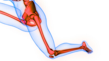 Human Skeleton System Bone Joints Anatomy