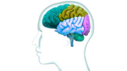 Central Organ of Human Nervous System Brain Lobes Anatomy - obrazy, fototapety, plakaty