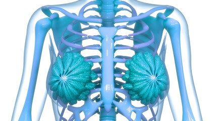 Female Internal Organs Mammary Glands Anatomy