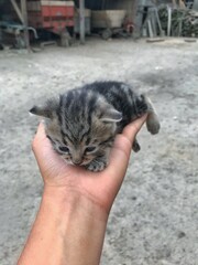 cat in hand