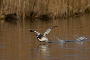Great Crested Grebe (Podiceps cristatus) cavorting across the water during the spring courtship on a lake in the Somerset Levels, Somerset, United Kingdom.