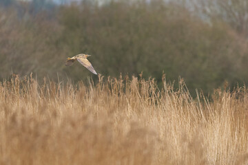 Bittern (Botaurus Stellaris) flying low over the reedbeds of the Somerset Levels in Somerset, United Kingdom.