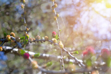 Photo of flowering larch, sunny spring day, blurred lights. Beautiful background with space for copy, text, and ads. Spring Banner