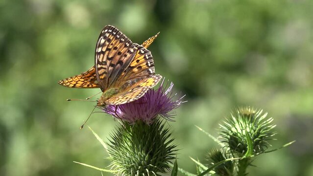 Butterfly Gathering Pollen on Thorns Flower, Flying Bee, Insects Pollinating Thistles, Desert Medicine Plants, Pollination