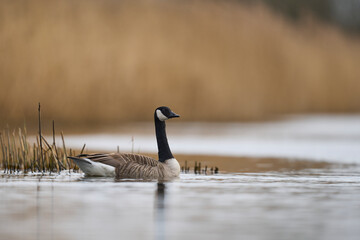 Canada Goose (Branta canadensis) swimming on a lake on the Somerset Levels in Somerset, United...