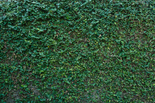 壁にびっしり生えた蔦植物の葉のテクスチャー背景壁紙　アウトドア・自然