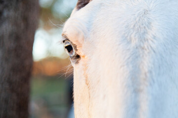 Horse with blue eye