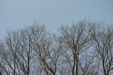 冬の空と枯れた木の枝　季節・アウトドア・寒い