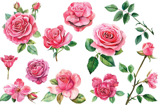 Watercolor floral illustration