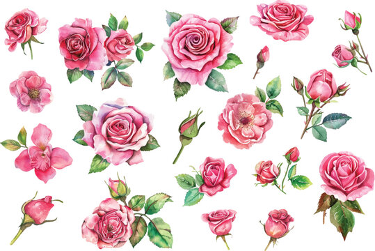 Beautiful wedding pink rose flowers watercolor elements set